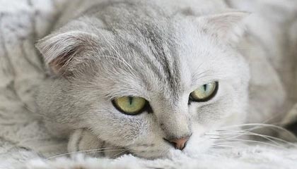 巴西前锋在夏季转会窗口期待转会